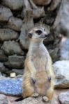 Meerkat Standing Alert And Watchful Stock Photo