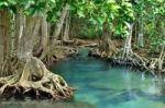 Mangrove Forests Stock Photo