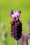 Ladybird On Lavender Stock Photo