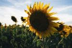 Sunflowers In A Field In The Afternoon Stock Photo