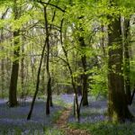 Bluebells In Staffhurst Woods Near Oxted Surrey Stock Photo