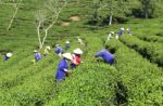 Dalat, Vietnam, July 30, 2016: A Group Of Farmers Picking Tea On A Summer Afternoon In Cau Dat Tea Plantation, Da Lat, Vietnam Stock Photo