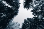 Horizontal Blue Sepia Forest With Blank Sky Background Stock Photo