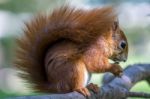 Eurasian Red Squirrel (sciurus Vulgaris) Stock Photo