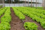 Plantation Of Lettuce In A Greenhouse In The Organic Garden Stock Photo