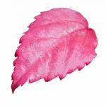 Pink Leaf Of The Hibiscus Isolated On White Stock Photo