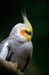 Cockatiel Stock Photo