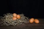 Chicken Eggs Stock Photo