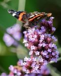 Red Admiral (vanessa Atalanta) Stock Photo