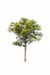 Green Tree On White Background Stock Photo