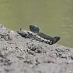 Mudskipper Stock Photo