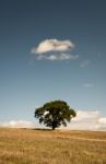 Tree In A Field Stock Photo