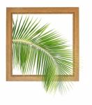 Fresh Coconut Leaf Within Wooden Frame Stock Photo