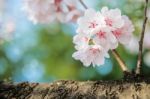 Cherry Blossom With Soft Focus, Sakura Season Background Stock Photo