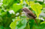 Grey Bushchat Bird (female) Stock Photo