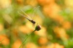 Yellow Black Pattern Dragon Fly Close Up Stock Photo