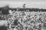 Cotton Field In The Countryside Stock Photo