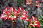 Amaryllis Stock Photo