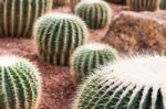 Cactus In Desert  For Background Or Wallpaper Stock Photo