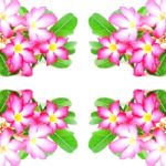 Impala Lily Flower Stock Photo