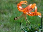 Lilium Lancifolium Stock Photo