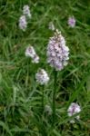 Heath Spotted Orchid (dactylorhiza Maculata Ericetorum) Stock Photo