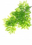 Green Leaves Background Stock Photo