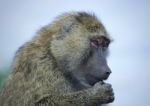 Photo Of A Funny Baboon Looking Aside In A Field Stock Photo