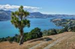 Otago Peninsula Stock Photo