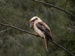 Kookaburra Stock Photo