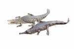 Crocodile And Gavial Friend On White Background Stock Photo