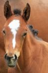 Foal Head Closeup Stock Photo