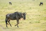 Blue Wildebeest In Tanzania Stock Photo