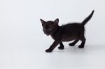 Cute Kitty Black Cat Walking On White Background Stock Photo