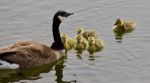 Beautiful Isolated Picture Of A Young Family Of Canada Geese Swimming In Lake Stock Photo