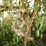 Koala In A Eucalyptus Tree Stock Photo