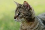 Tabby Cat Stock Photo