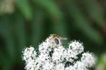 Hover Fly Stock Photo