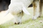 Sheep Grazing In Meadow Stock Photo