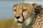 Cheetah Closeup In South Africa Stock Photo