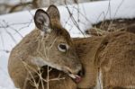 Beautiful Isolated Background With A Wild Deer In The Snowy Forest Stock Photo