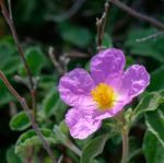 Cretan Rock Rose (cistus Creticus L.) Stock Photo