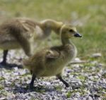 Beautiful Isolated Photo Of A Family Of The Canada Geese Stock Photo