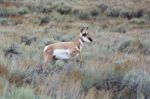 Pronghorn (antilocapra Americana) Stock Photo