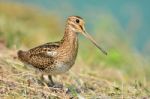 Snipe Bird Stock Photo