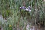 Black_headed Gull Stock Photo