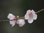 Peach Flower Blossom Stock Photo