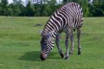 Zebra Is Going Through The Grass Stock Photo