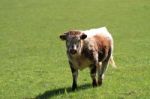 Long Horn Cattle Stock Photo