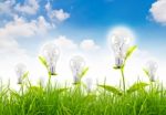 Light Bulb Grow In The Grass Stock Photo